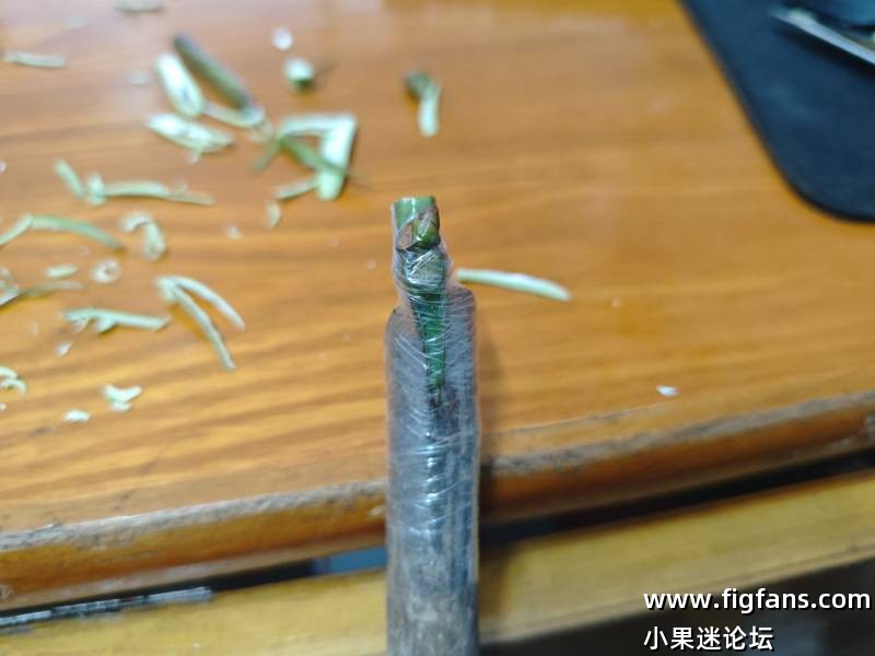 出卡门现接苗-小果迷