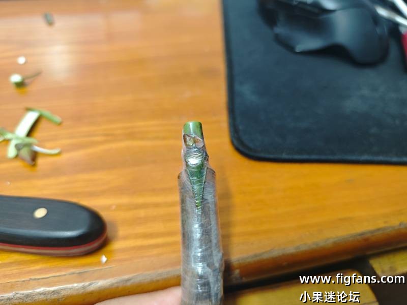 出卡门现接苗-小果迷