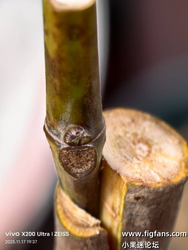 大家帮我看一下问题在哪儿-小果迷