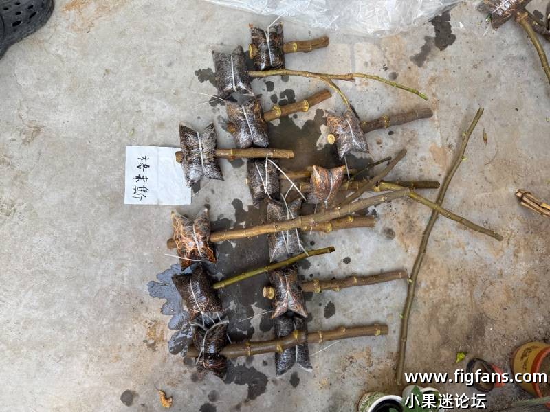 出高压包-小果迷