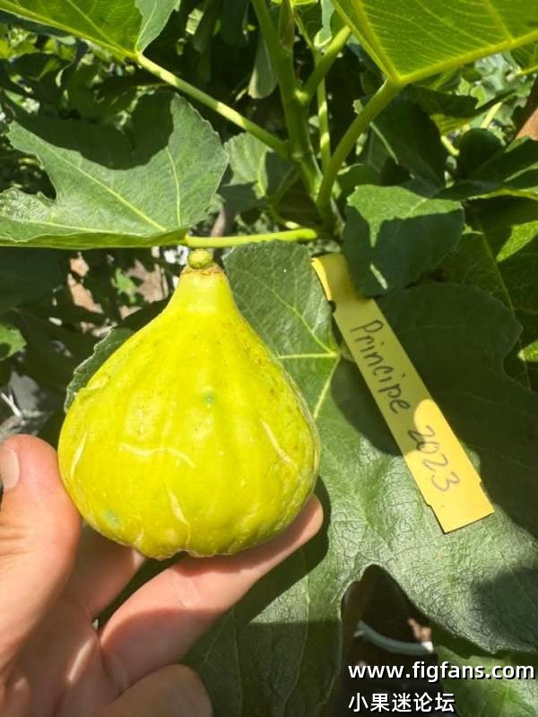 Figmamma2025年表现最优异的13个品种（桑迪）-小果迷