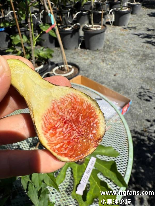 Figmamma2025年表现最优异的13个品种（桑迪）-小果迷