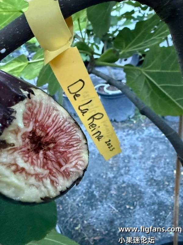 Figmamma2025年表现最优异的13个品种（桑迪）-小果迷