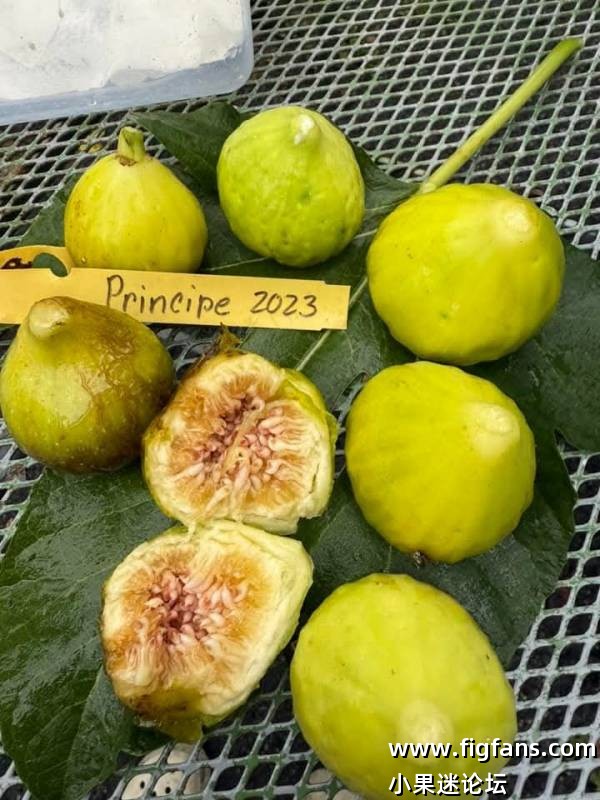 Figmamma2025年表现最优异的13个品种（桑迪）-小果迷