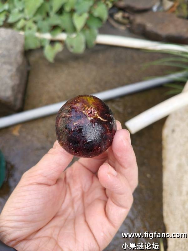 卡尔德罗纳-小果迷