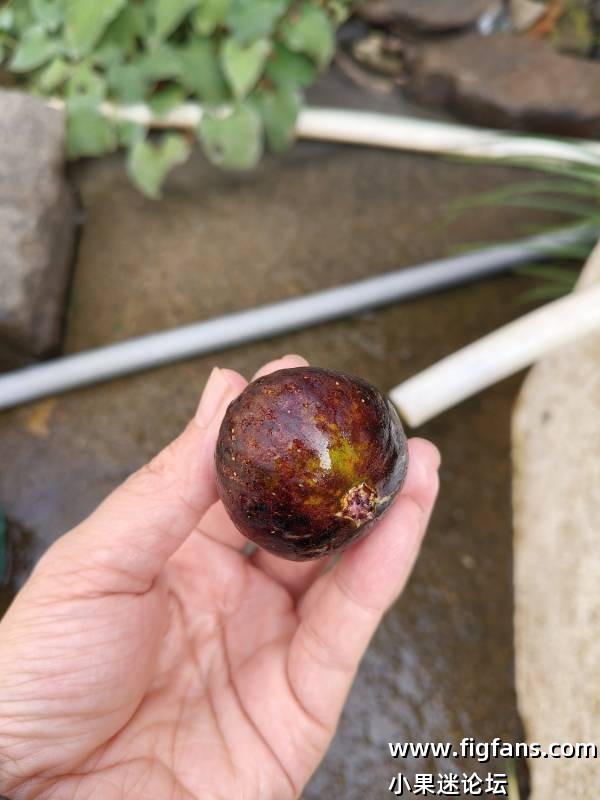 卡尔德罗纳-小果迷