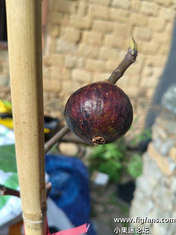 卡尔德罗纳-小果迷