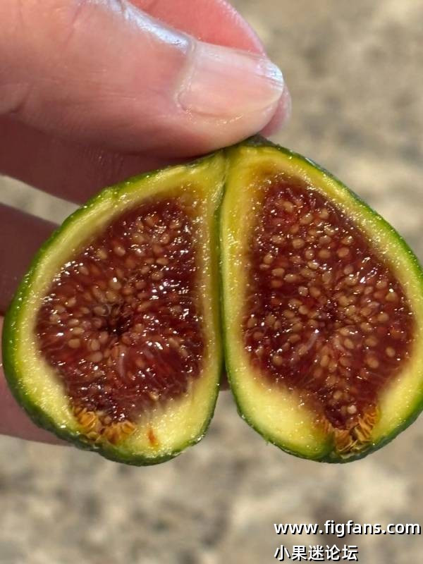 Miralla MP 米拉拉（丹·路易斯）-小果迷