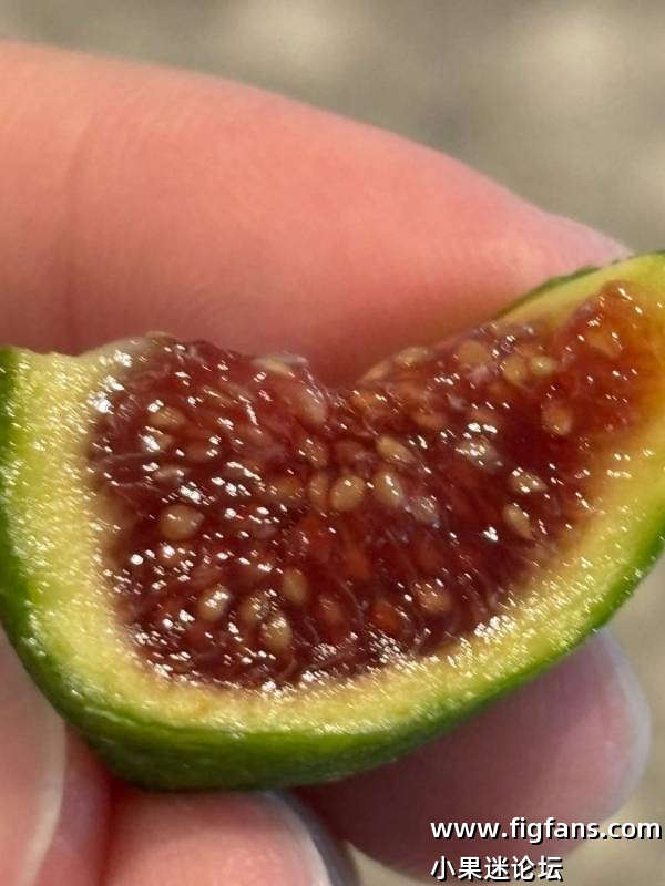 Miralla MP 米拉拉（丹·路易斯）-小果迷