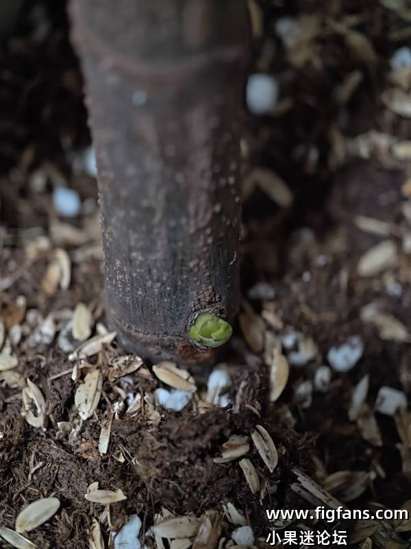 前阵子分享收到的高压包271出芽了-小果迷