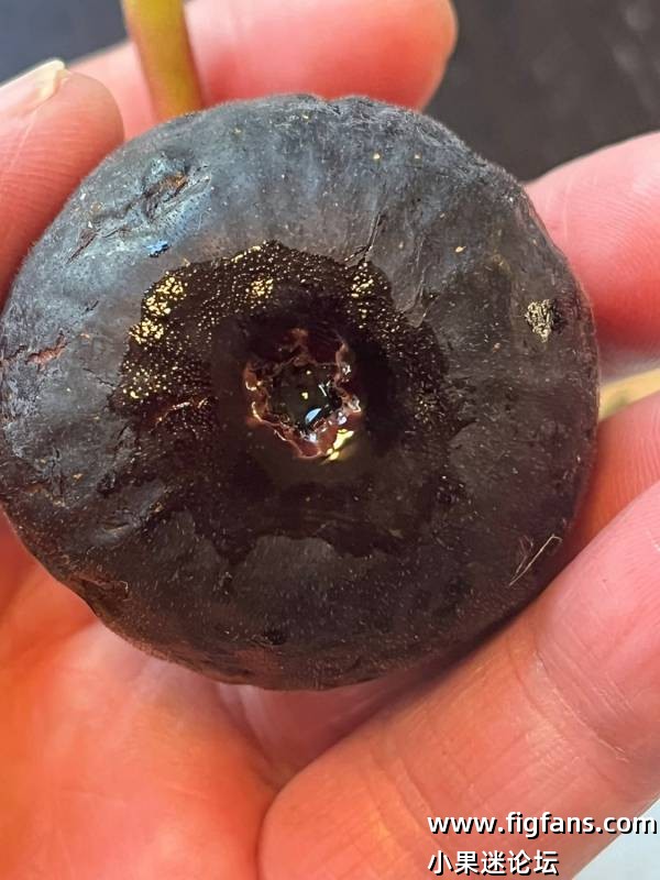 帕斯蒂里埃雨树（Jimmy）-小果迷