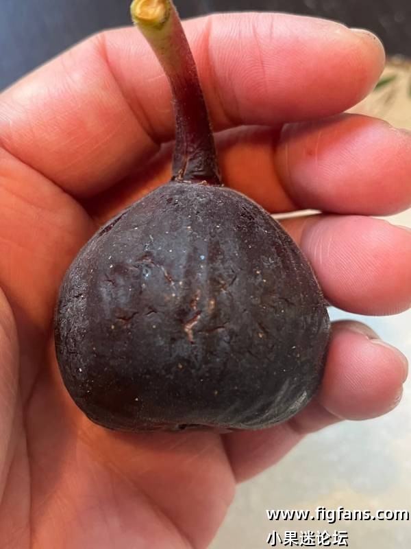 帕斯蒂里埃雨树（Jimmy）-小果迷