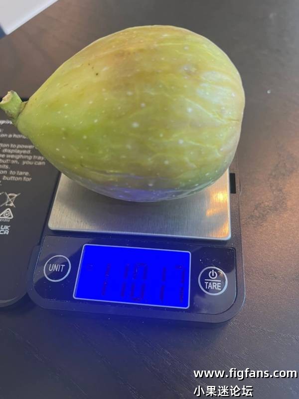 佩莱格里诺和福拉斯特拉MP-小果迷