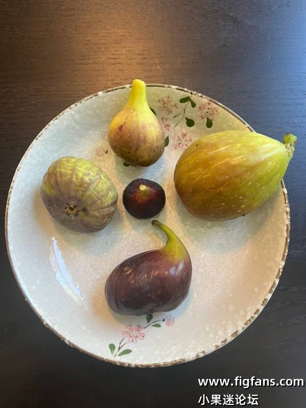 佩莱格里诺和福拉斯特拉MP-小果迷