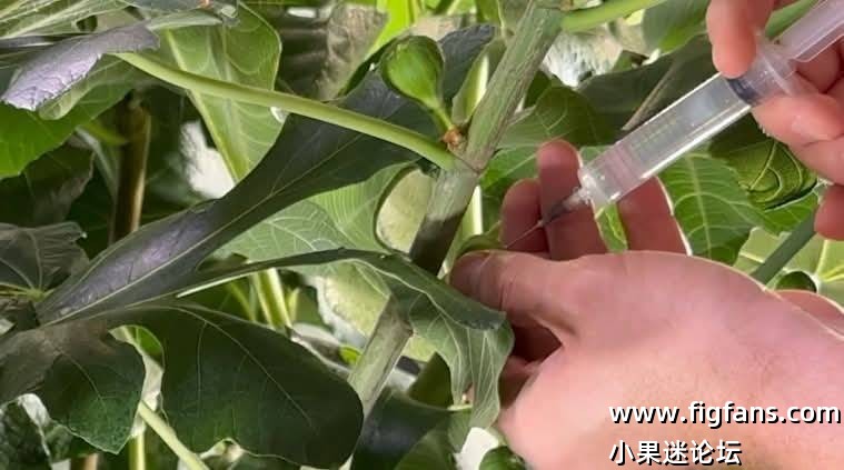室内种植无花果人工授粉（埃迪）-小果迷