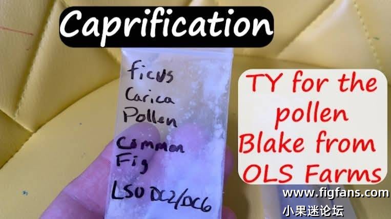 室内种植无花果人工授粉（埃迪）-小果迷