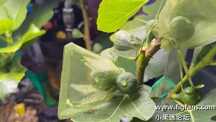 室内种植无花果人工授粉（埃迪）-小果迷
