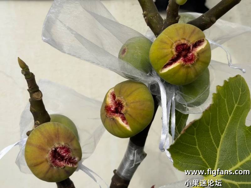 裂果之王：梅格兰-小果迷