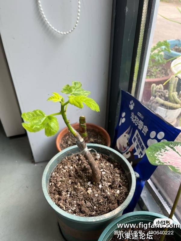 出朱爱利黑嫁接苗-小果迷