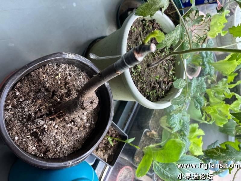 出朱爱利黑嫁接苗-小果迷