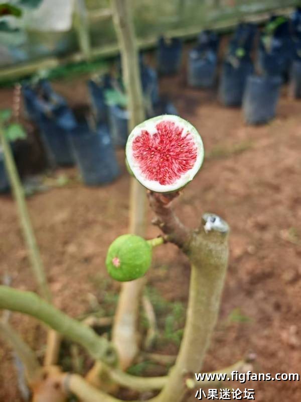 小果迷代购的一些拿督品种照片资料-小果迷