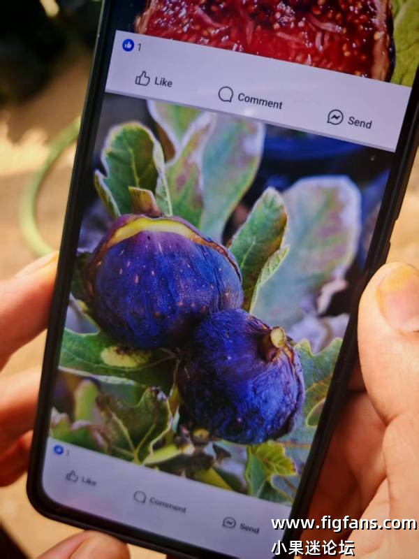 小果迷代购的一些拿督品种照片资料-小果迷