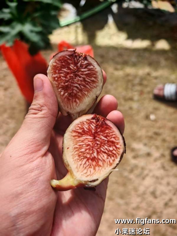 小果迷代购的一些拿督品种照片资料-小果迷