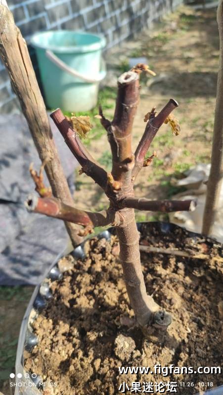 bnr防寒了，部分没有木质化枝条被冻伤了-小果迷