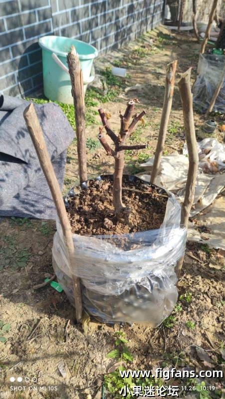 bnr防寒了，部分没有木质化枝条被冻伤了-小果迷