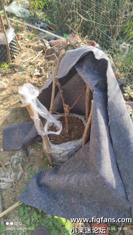 bnr防寒了，部分没有木质化枝条被冻伤了-小果迷