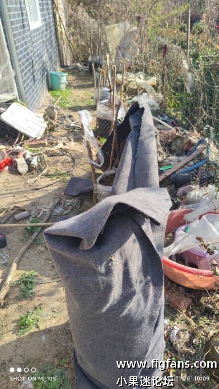 bnr防寒了，部分没有木质化枝条被冻伤了-小果迷