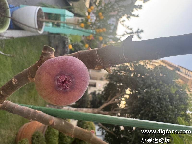 苏丹妮无花果-小果迷
