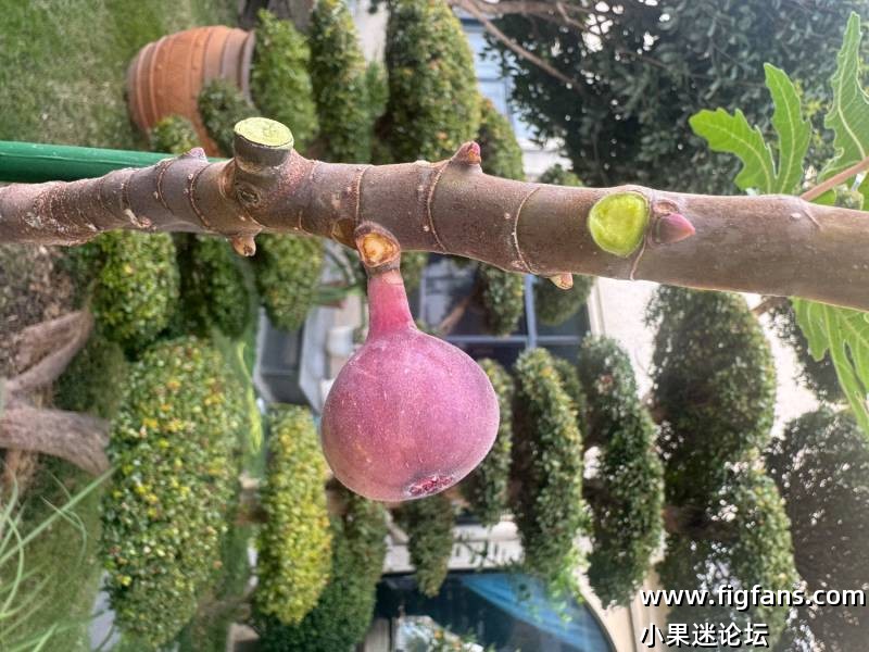 苏丹妮无花果-小果迷
