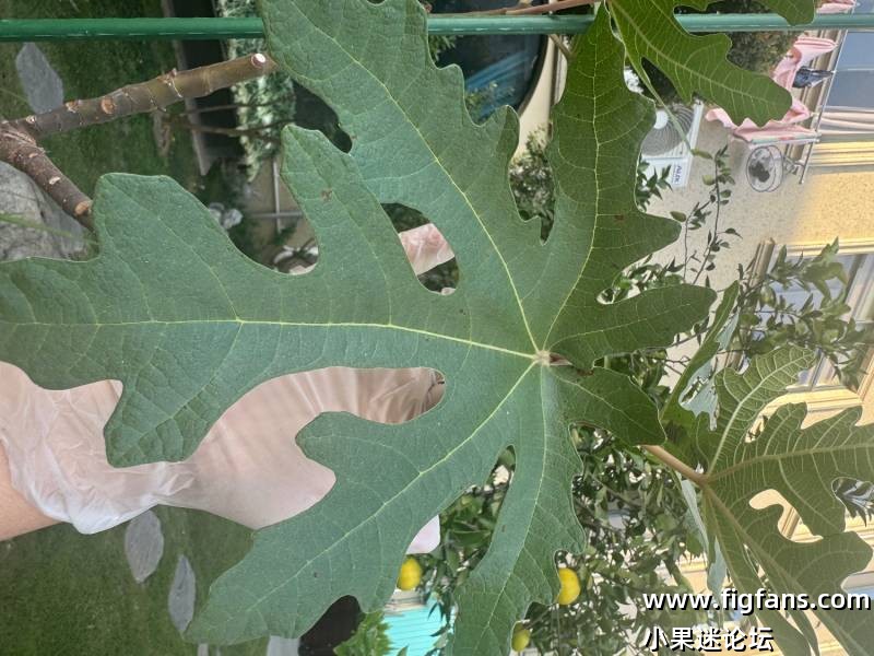 苏丹妮无花果-小果迷