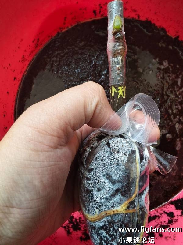 出甜皮鸭，小天使，羽河嫁接苗-小果迷