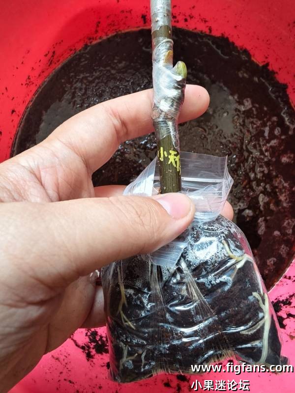 出甜皮鸭，小天使，羽河嫁接苗-小果迷