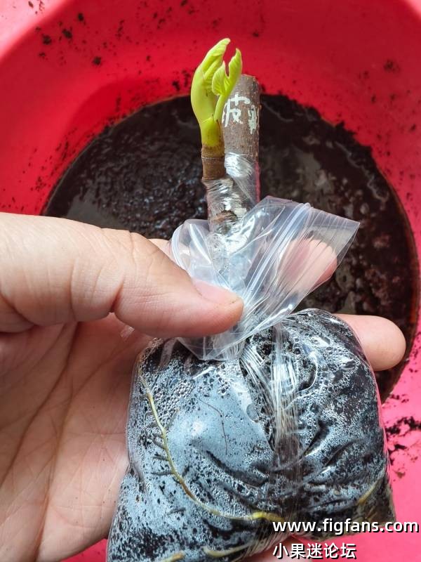 出甜皮鸭，小天使，羽河嫁接苗-小果迷