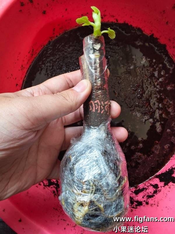 出甜皮鸭，小天使，羽河嫁接苗-小果迷