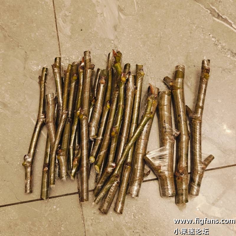 卡尔德罗纳枝条-小果迷