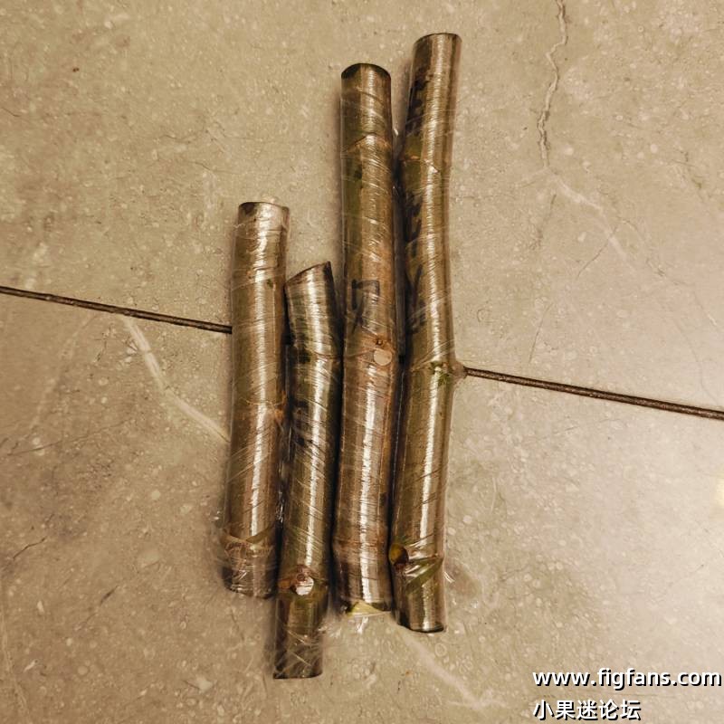 贝尔特拉纳-小果迷