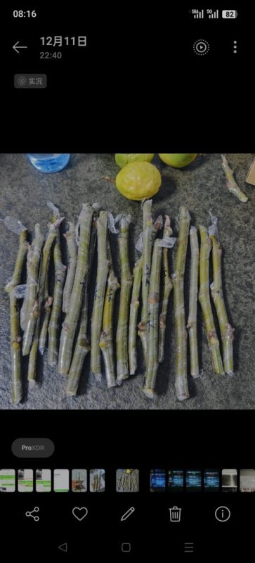 卡尔德罗纳枝条-小果迷