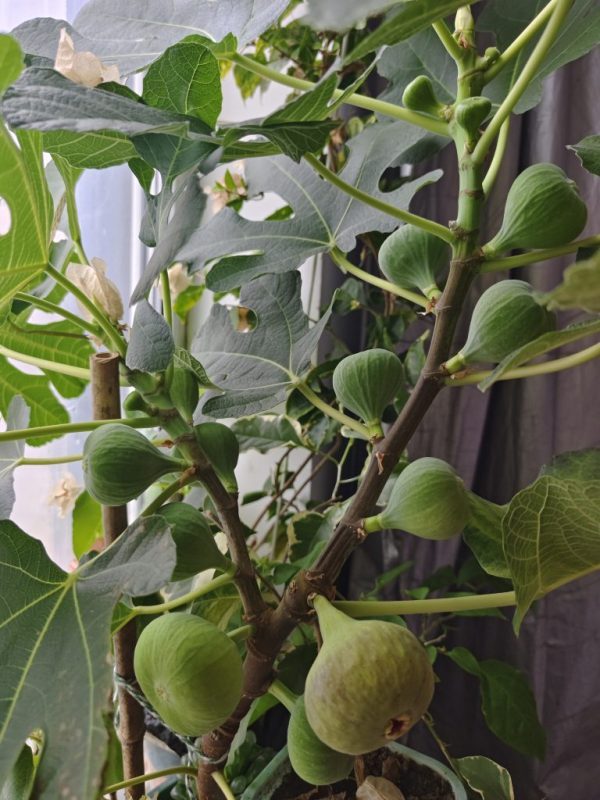 室内格莱斯-小果迷