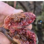 Terry2204的头像-小果迷