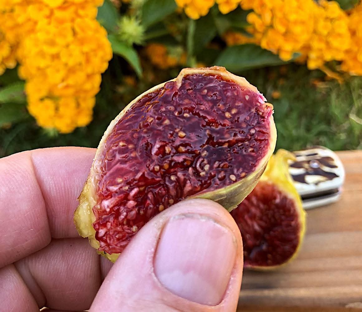 血/血色 A Sangue(小果迷)-小果迷