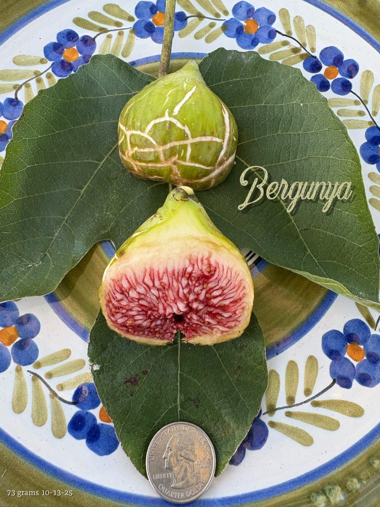 贝尔贡哈  Bergunja/Bergunya MP（芯心向阳）-小果迷