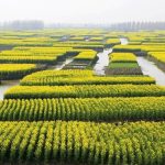 油菜花田的头像-小果迷