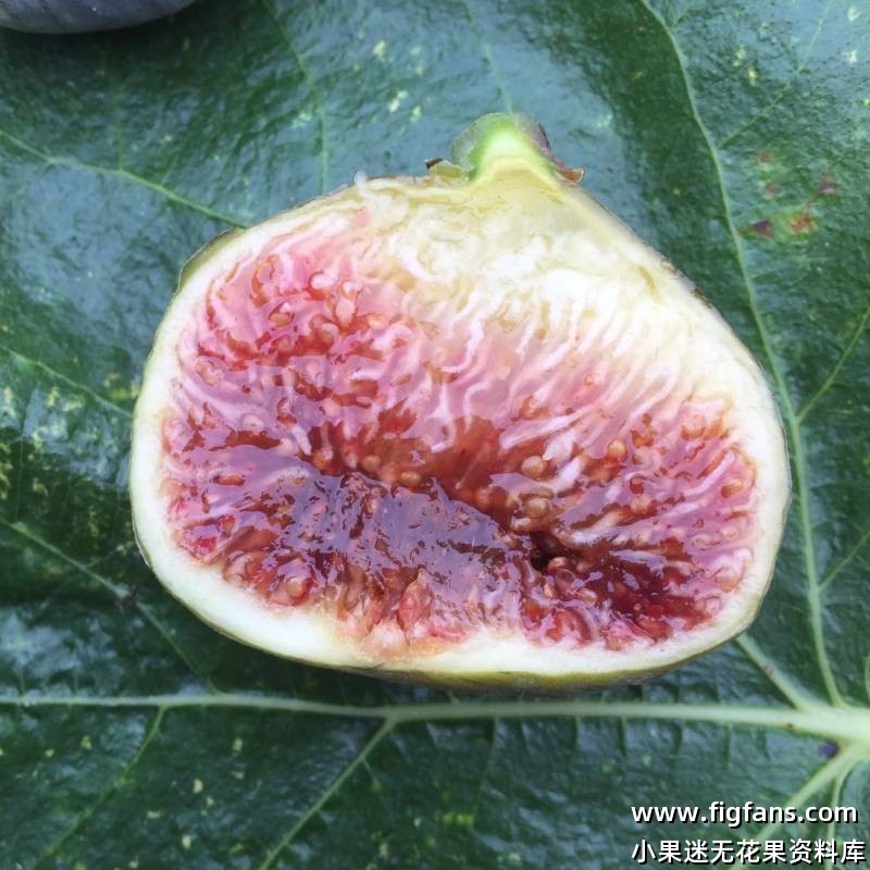 16.雷卡弗/雷克弗 Reculver FdM (布莱恩）无花果枝条-小果迷