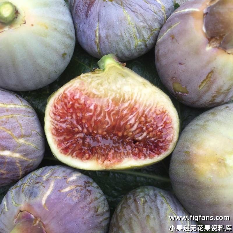 16.雷卡弗/雷克弗 Reculver FdM (布莱恩）无花果枝条-小果迷