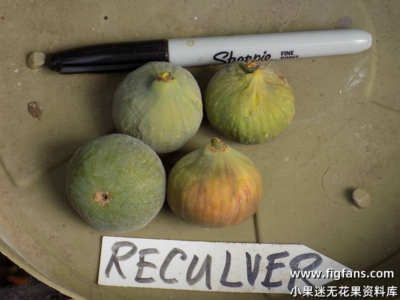16.雷卡弗/雷克弗 Reculver FdM (布莱恩）无花果枝条-小果迷