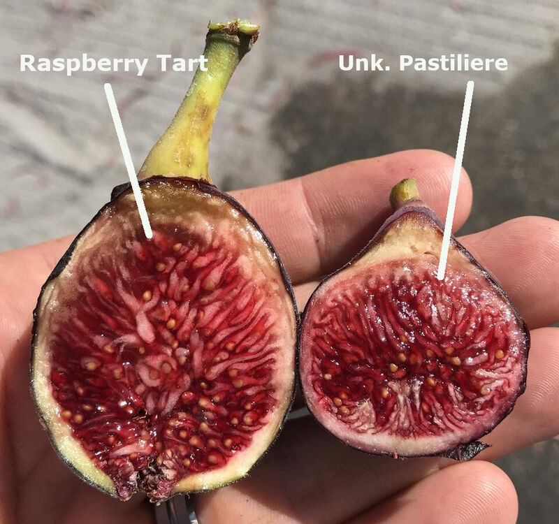 20号.Unk Pastiliere/ UP 未知帕斯蒂利埃-小果迷